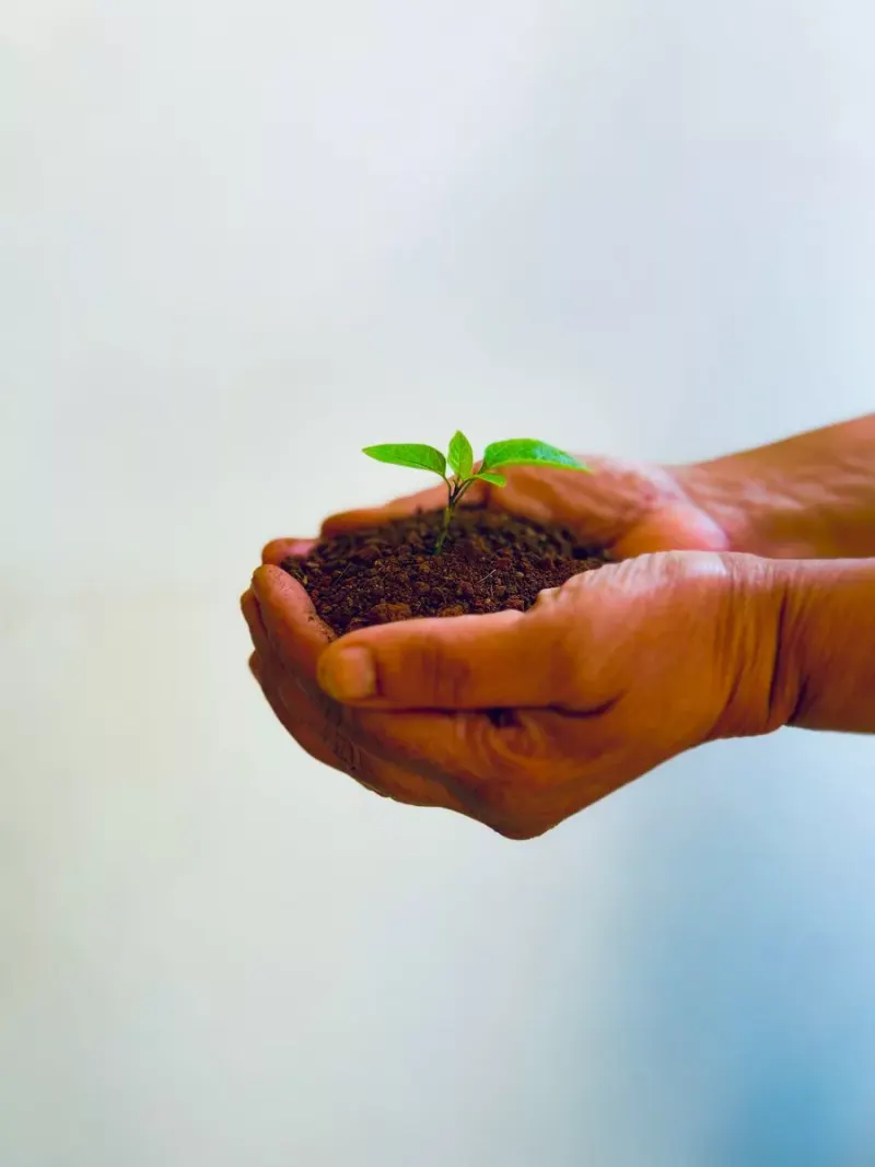 Close-up of hands holding a small seedling in soil, representing growth and sustainability.